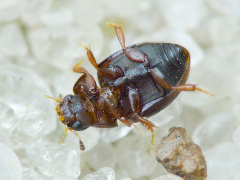 Hydrophilidae LatreiIle, 1802